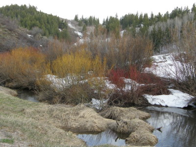 beaver pond made from west fork rapid creek P4230122.jpg