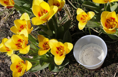 Trimmers beer and blooms _DSC1942.jpg