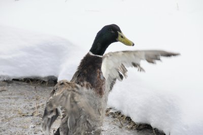 Big Duck in Seasonal Creek at Home smallfile _DSC20491.jpg