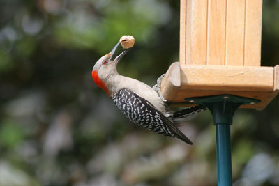 IMG_8863_20080511e.jpg