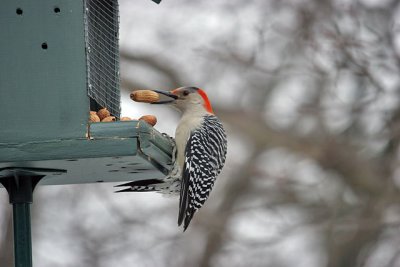 IMG_3580_20100213e.jpg