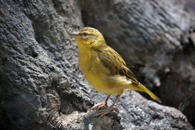 Other Birds