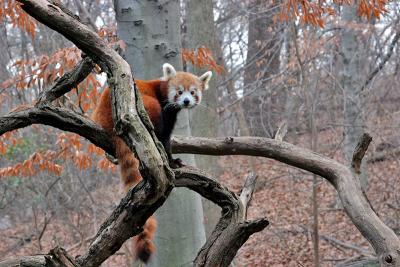 Bronx Zoo: Red Panda