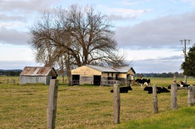 Barns on a dairy farm