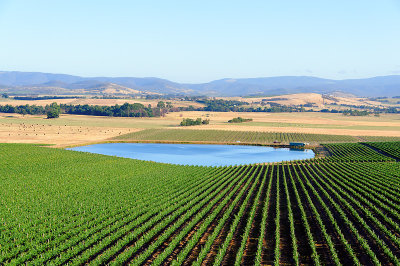 Vineyard and dam