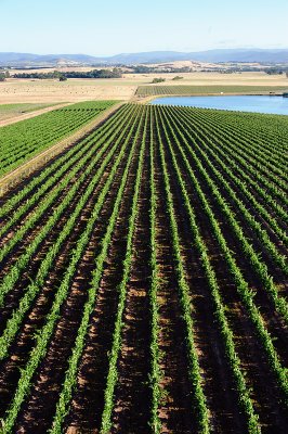 Rows of vines