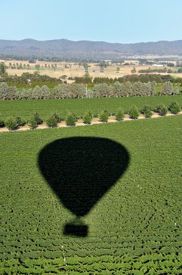 Shadow on the vineyard