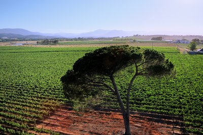 Tree in the vineyard