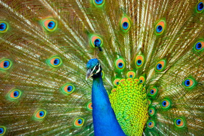 colors of a peacock ~