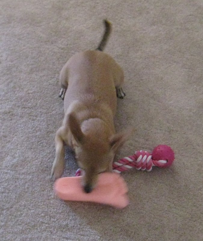 Notice the PINK toy?  Did I mention I LOVE Pink?