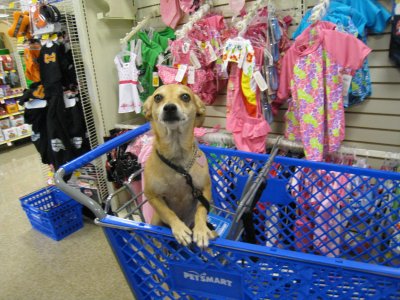 PetSmart, Yeah! Being a fashionista, I had to check out the newest duds, first!