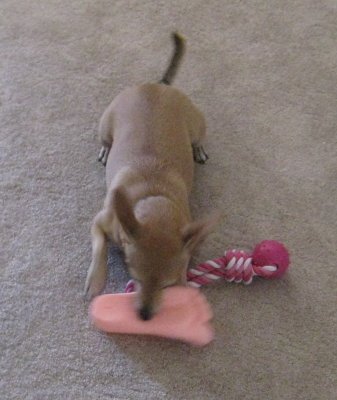 Notice the PINK toy?  Did I mention I LOVE Pink?