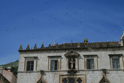 notice the number of chimney swifts...