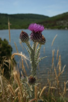 giant thistle, Telacica National Park