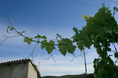 grape vine, Luka town