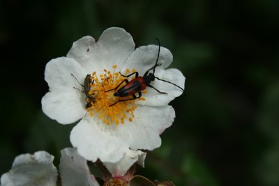 beetles and wildflower