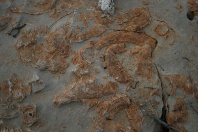 fossils, beach rock, Telacica National Park