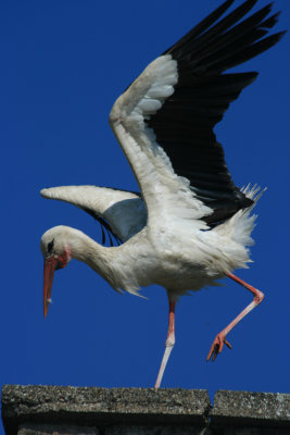 stork dance, Jasenovac