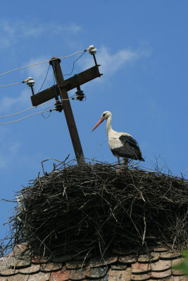 powerline in nest, oh no! Lonja