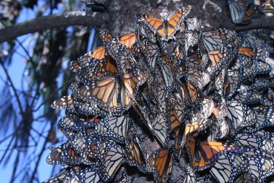 cluster on oyamel, close-up, Cerro Pelon