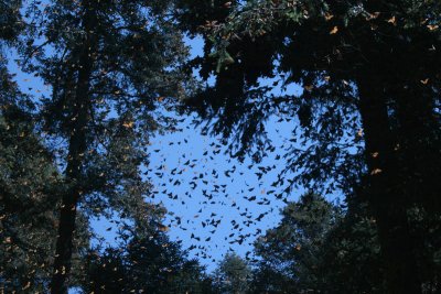 flying monarchs, El Rosario