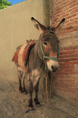 burro, Pueblito de Rocha