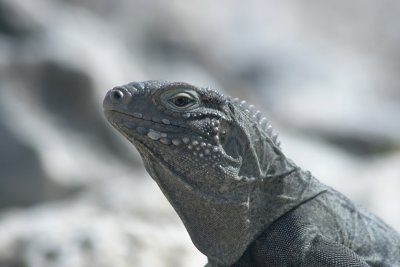 Iguana portrait, Paradise Villas beach