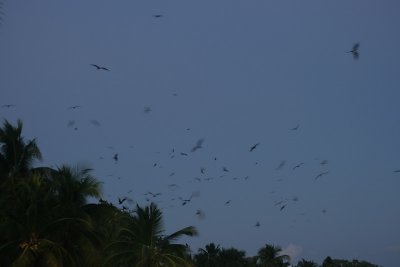 Frigatebirds and boobies