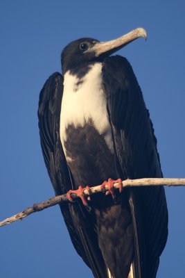 Female frigatebird portrait