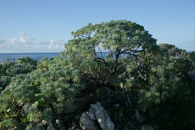 Sea lavendar (Argusia gnaphalodes), Preston Bay