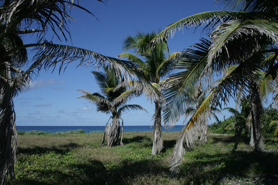 Coconut palms, north shore