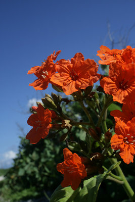 Broadleaf (Cordia sebestena) flowers
