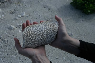 Brain coral, Paradise Villas beach