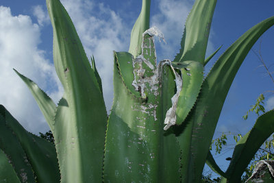 Old giant agave, East Bluff