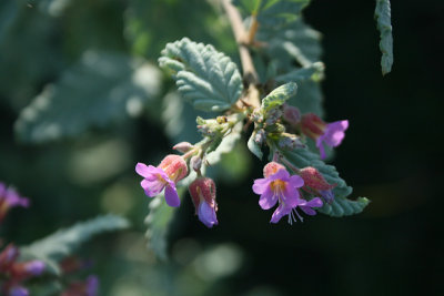 Wild sage (Lantana camara)