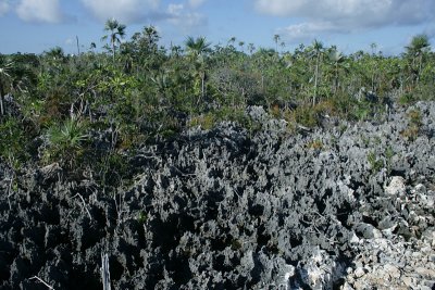 Sharp little buggers cover the east end of the island