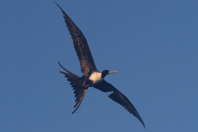Female frigatebird in flight