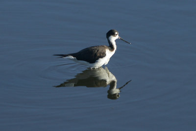 Black-necked stilt (Himantopus mexicanus), Booby Pond