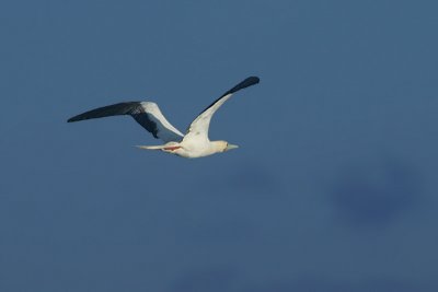 Red-footed booby (Sula sula), white morph