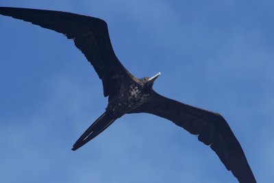Young frigatebird in flight