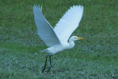 Egret take-off, Paradise Villa's lawn