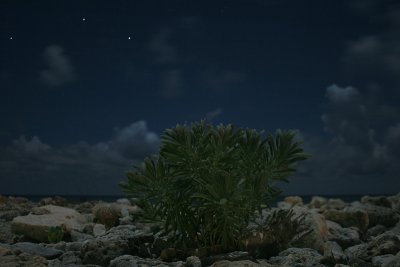 Sea lavender, night