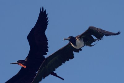 Male & female frigatebirds in flight