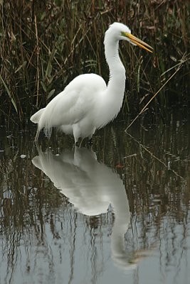 egret, Ozello