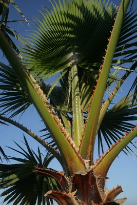 cabbage palm, Ozello