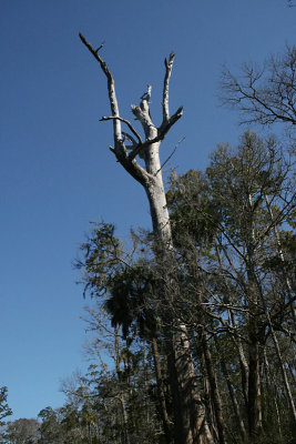 old, dead cedar tree, Waccasassa River
