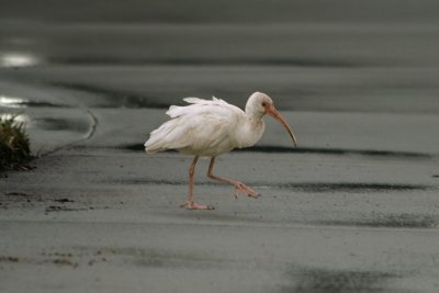 ibis crossing a driveway, Ozello