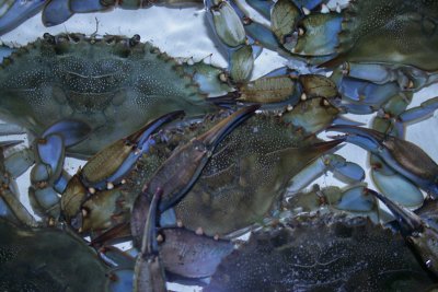 blue crabs, Peck's Old Port Cove, Ozello