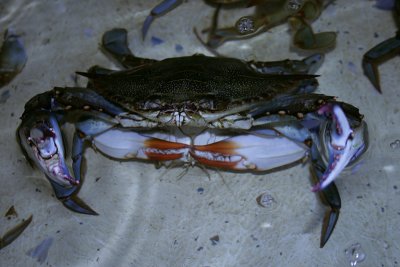 blue crab, Peck's Old Port Cove, Ozello