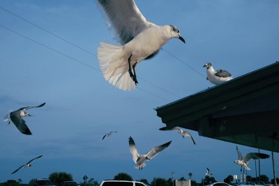 gull frenzy, Fort Island Beach